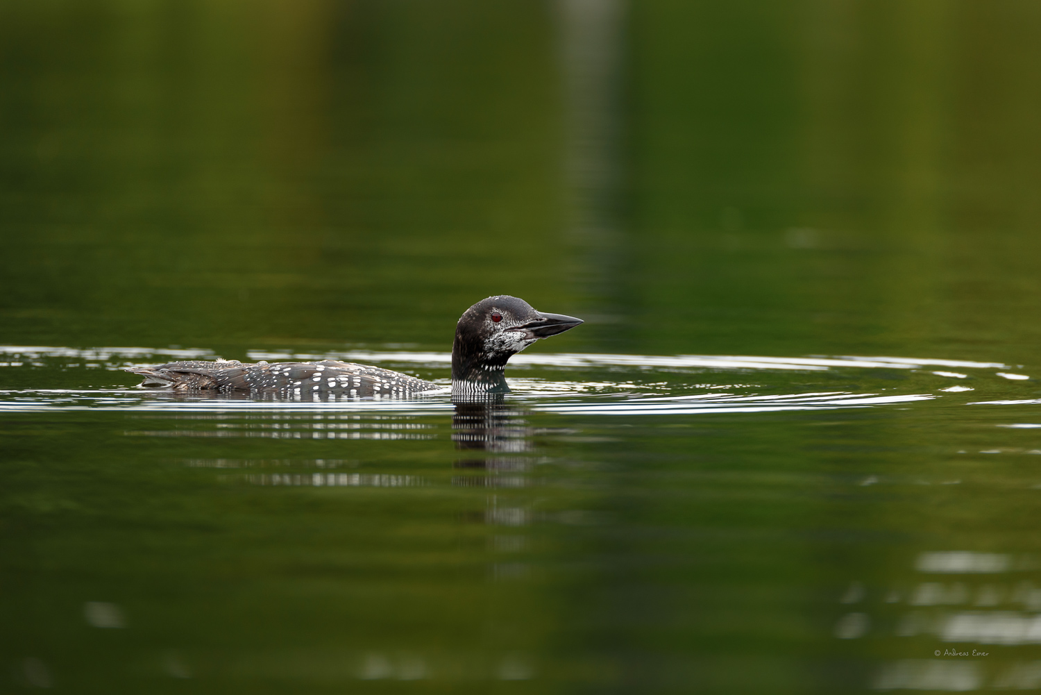 COMMON LOON