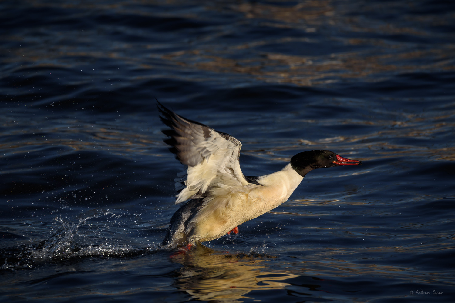 Male Common Merganser, Mississippi River, Le Claire, Iowa