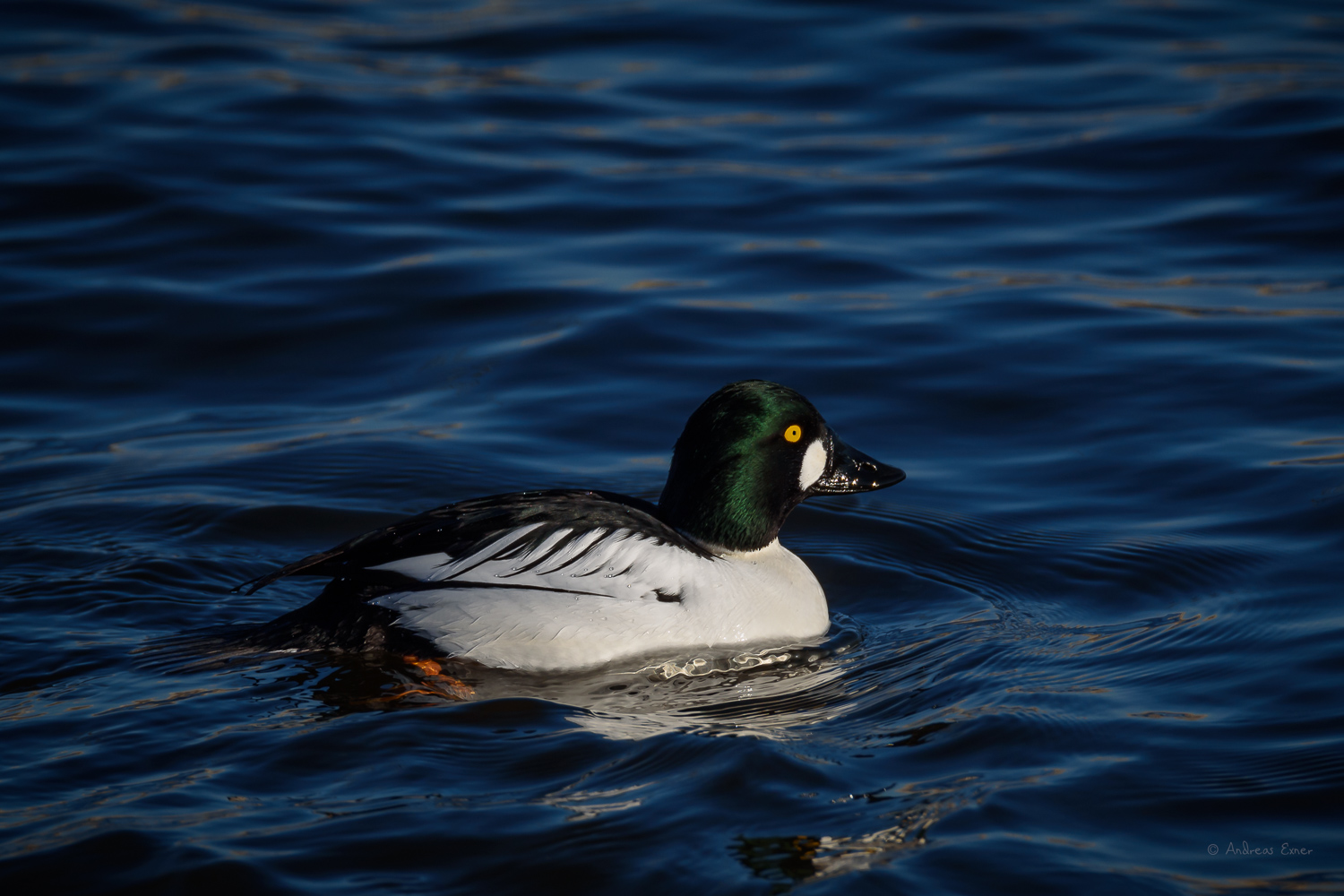 Male Common Goldeneye, Mississippi River, Le Claire, Iowa