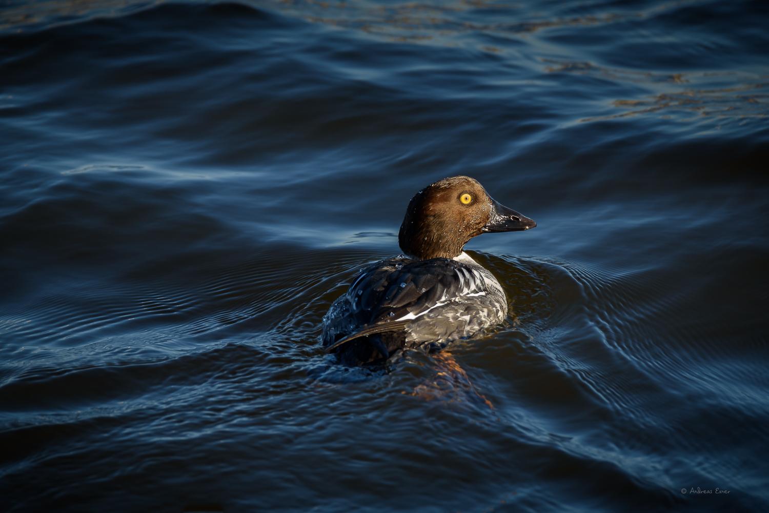 Female Common Goldeneye, Mississippi River, Le Claire, Iowa