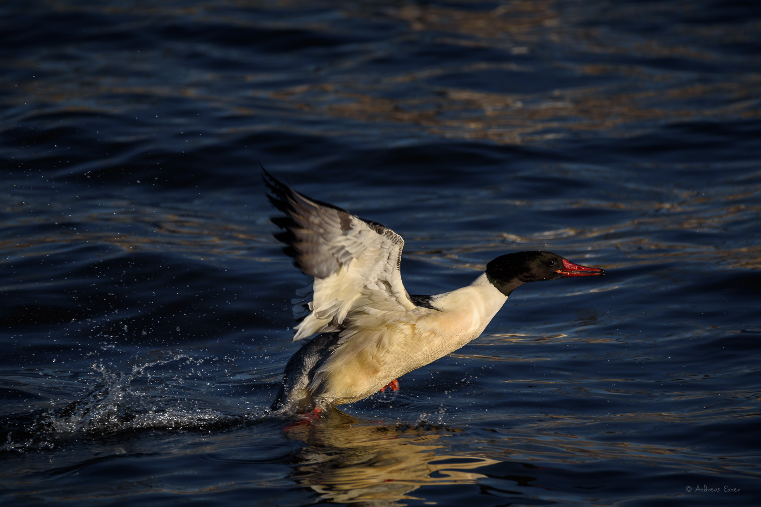 COMMON MERGANSER ♂️