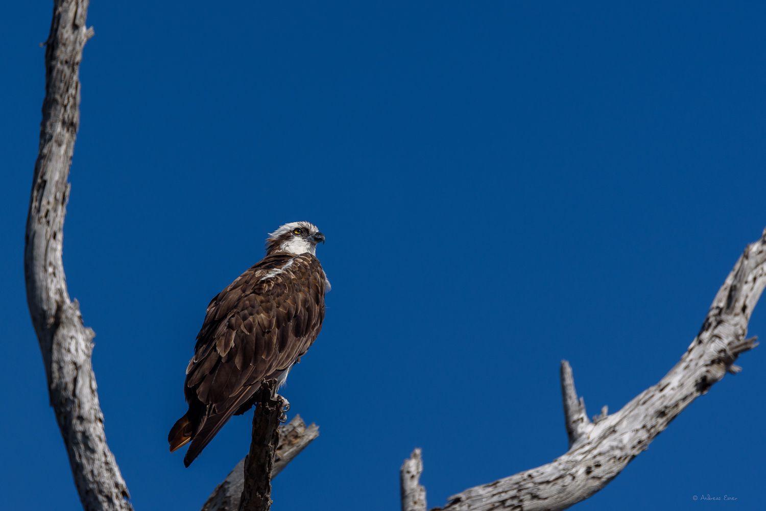 OSPREY