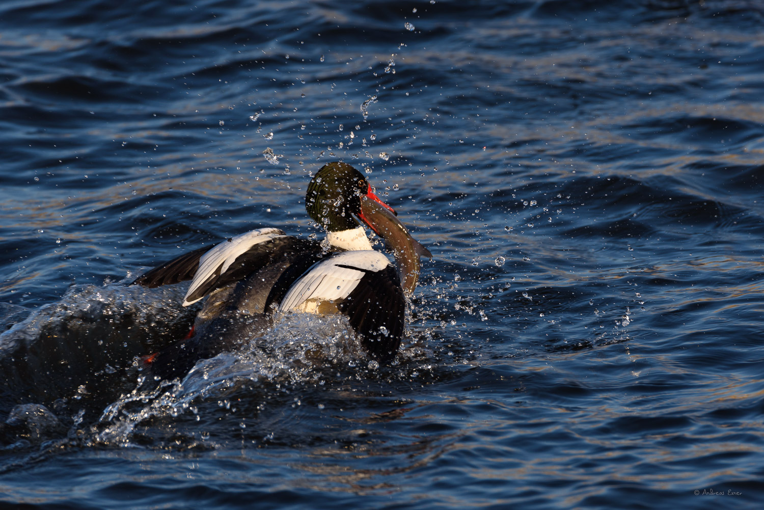 Common Merganser, Mississippi River, Le Claire, Iowa ----------