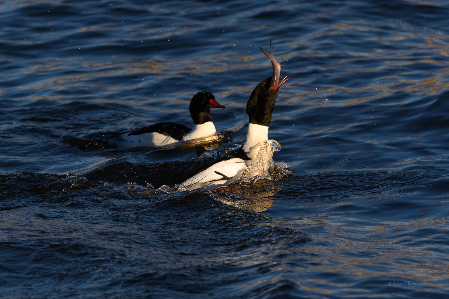 All images: Nikon D750, Sigma 150-600mm / f5-6.3 DG OS HSM Sports Lens, tripod, Induro GHB2 gimbal head,