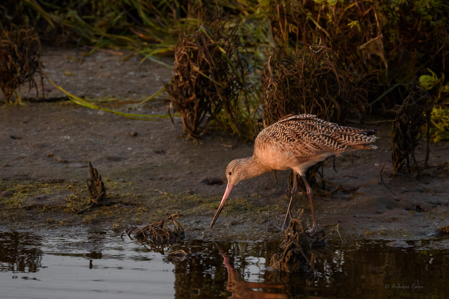 MARBLED GODWIT