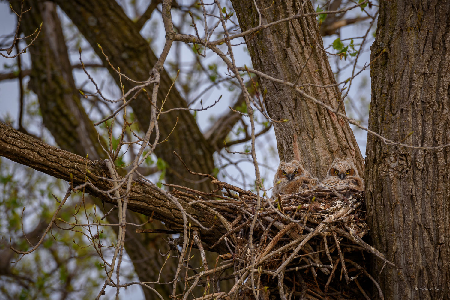 GREAT HORNED OWL, JUVENILES