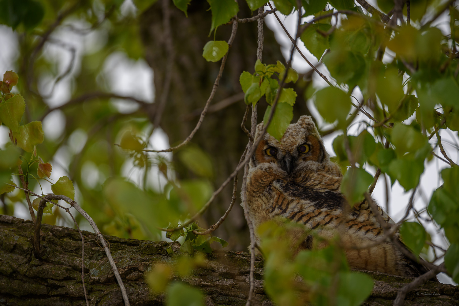 GREAT HORNED OWL, JUVENILE