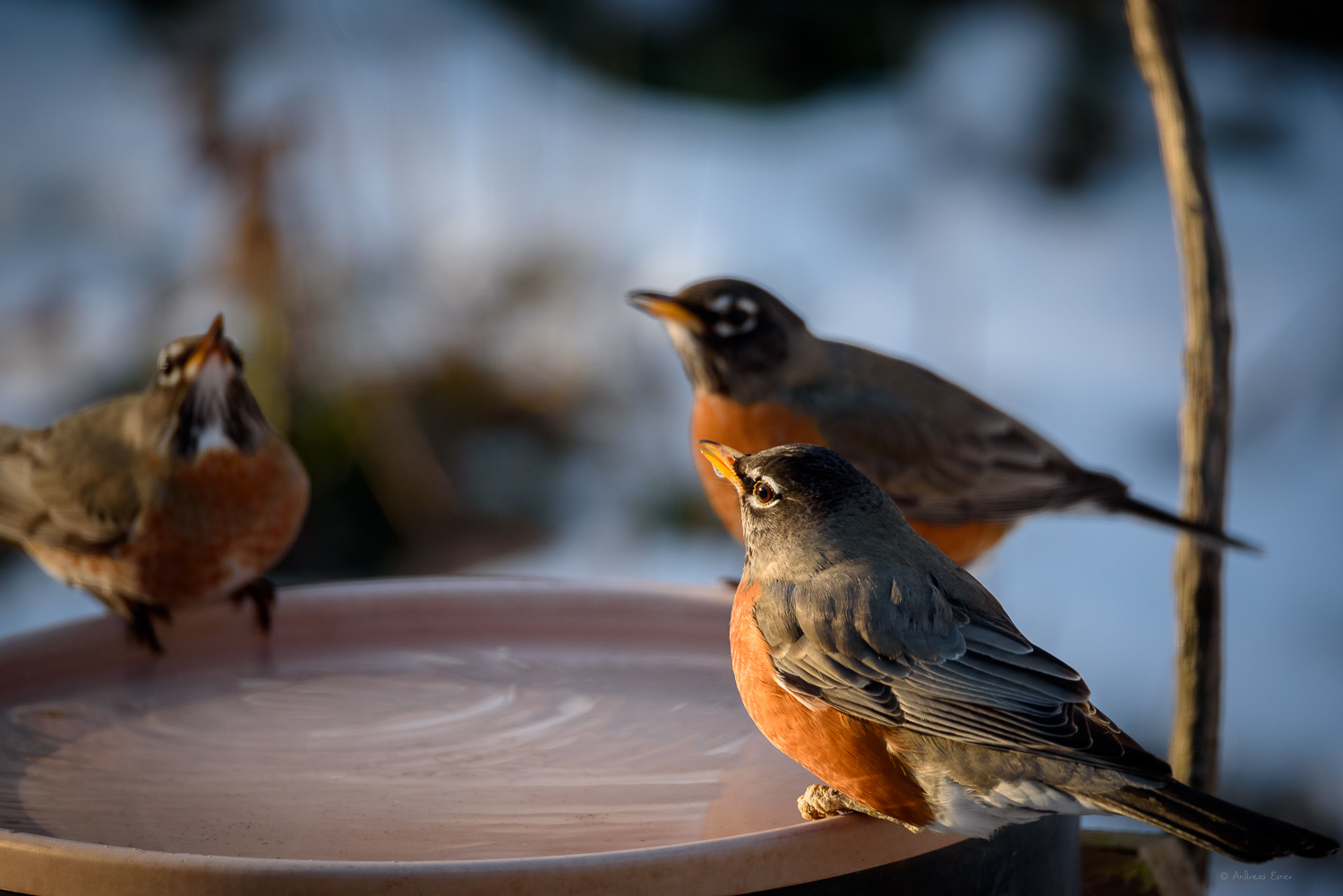 American Robins ------------------