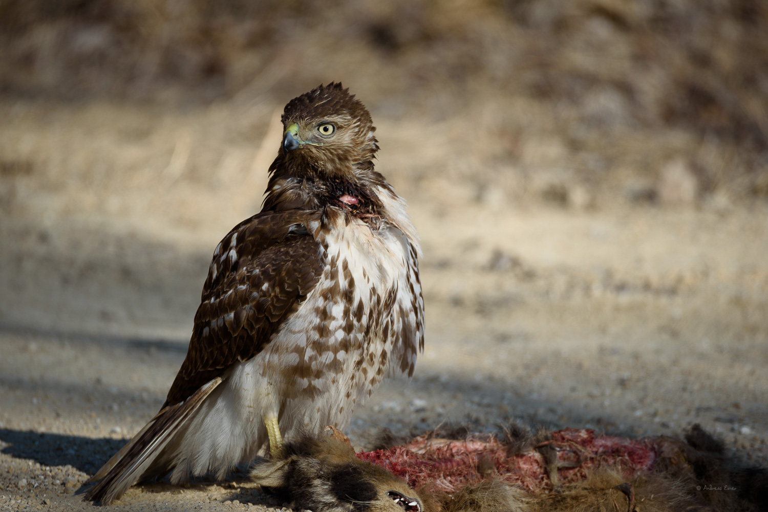 Red-tailed hawk with raccoon ------------- 