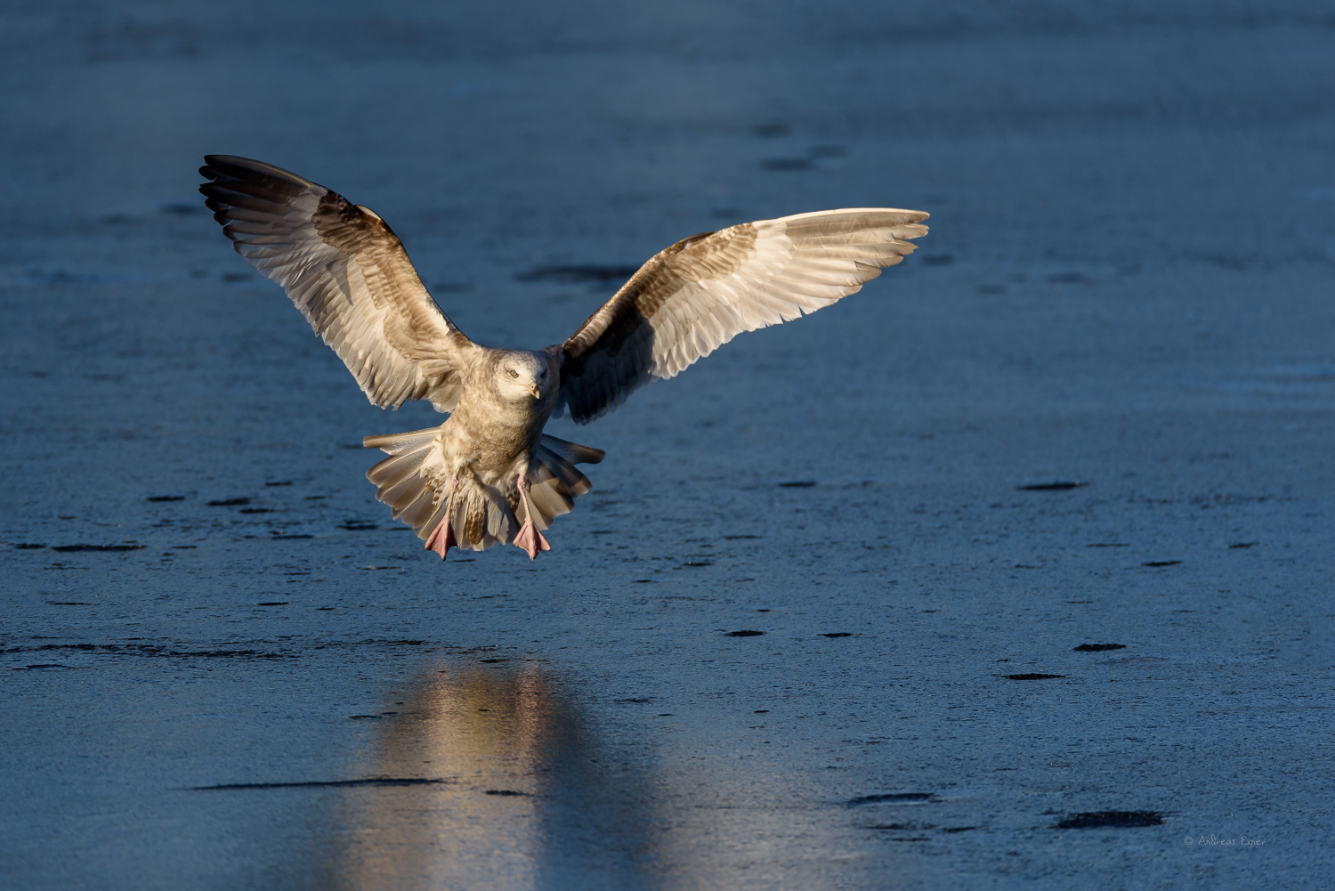 Juvenile Ring-billed Gull, Le Claire, Iowa