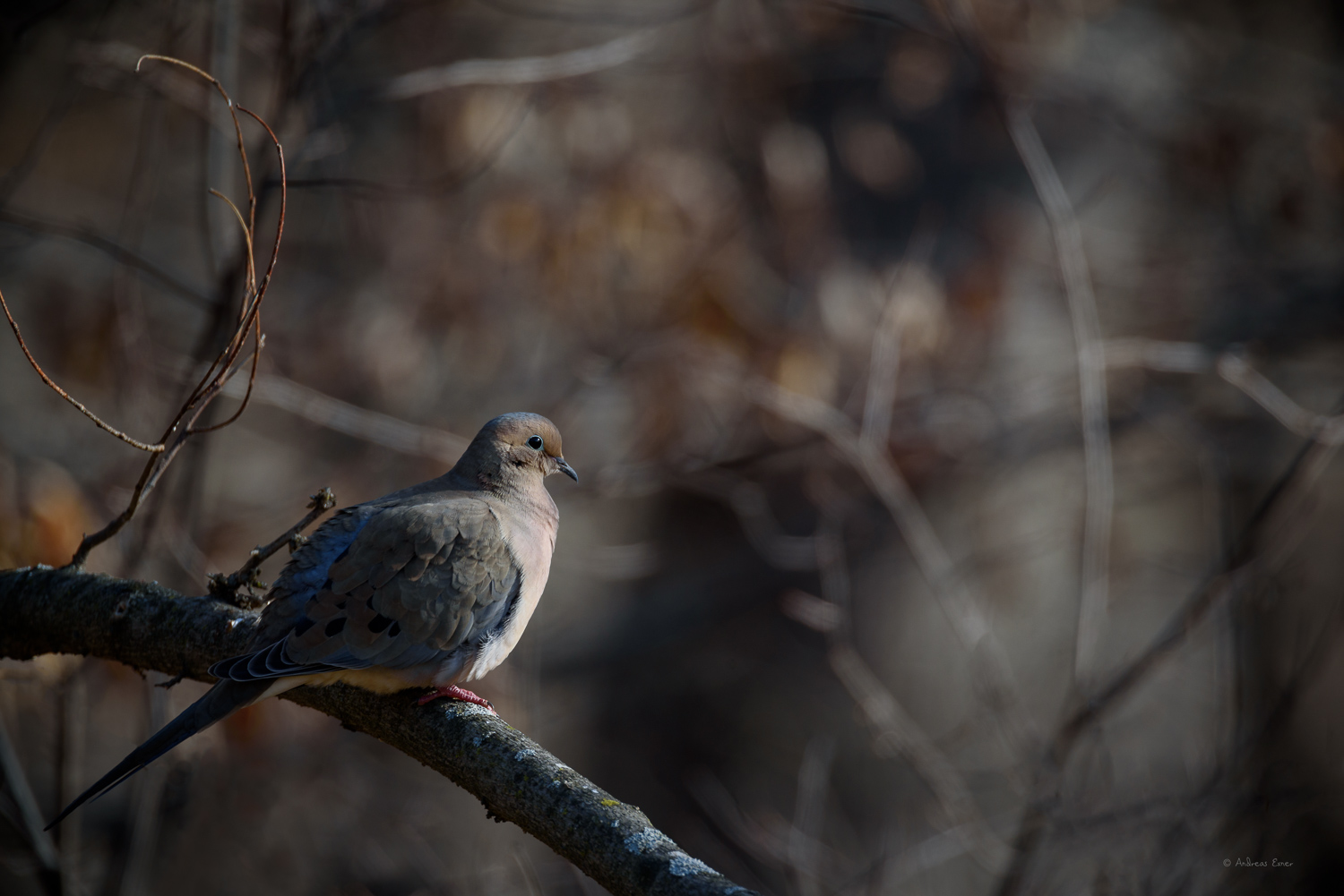 Nikon D750, Sigma 150-600mm / f5-6.3 DG OS HSM Sports Lens,Sigma APO Teleconverter 1.4x EX DG ------------