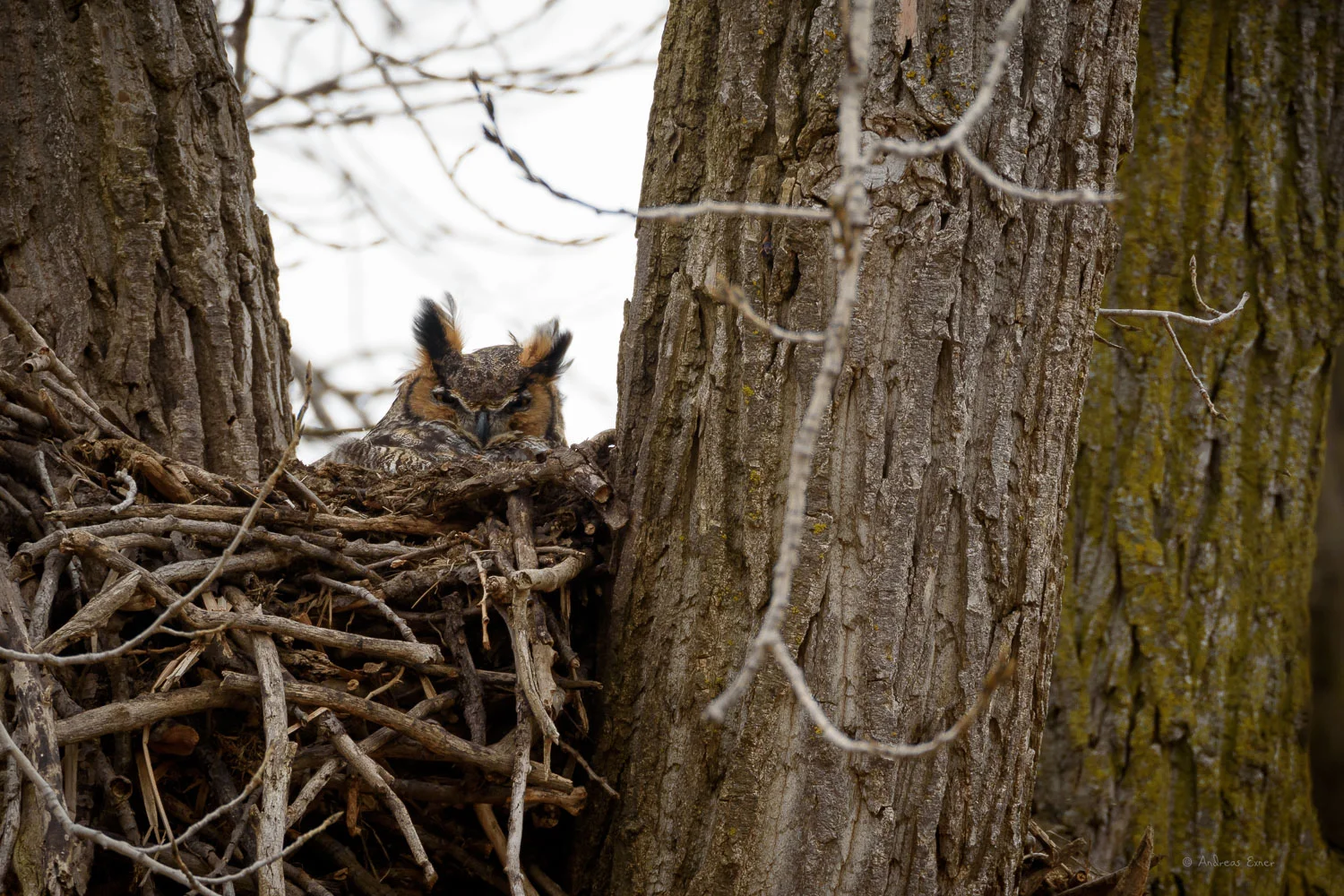 Great Horned Owl ------------ 