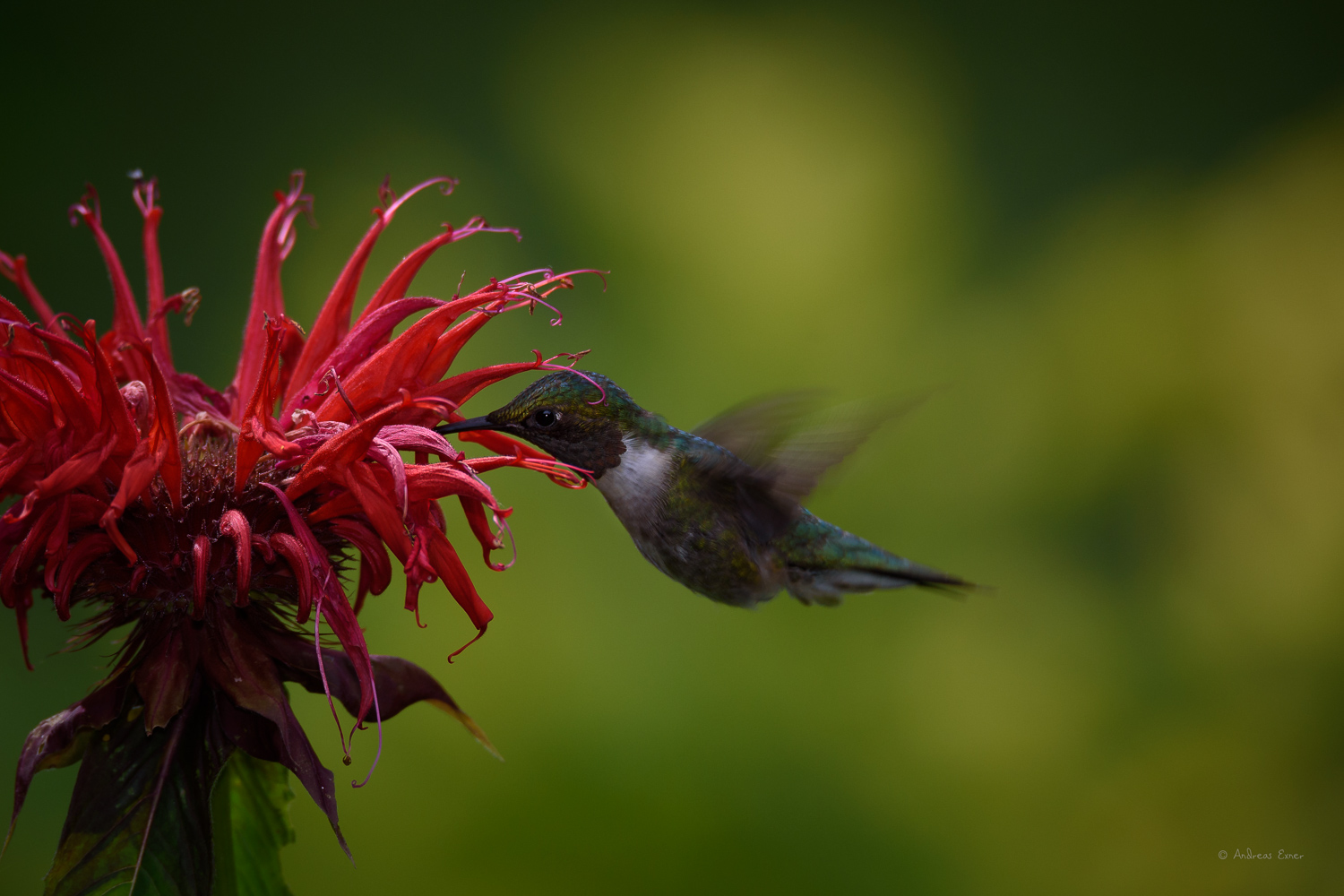 RUBY-THROATED HUMMINGBIRD ♂️