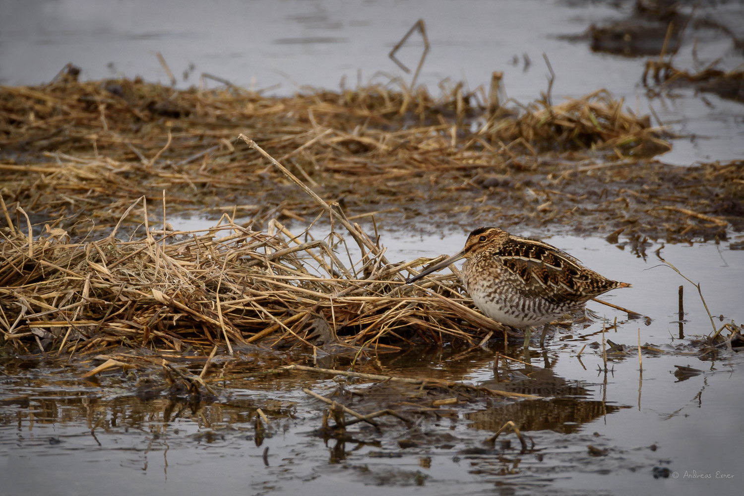 Mississippi River, Green Island Wetlands, Iowa -------