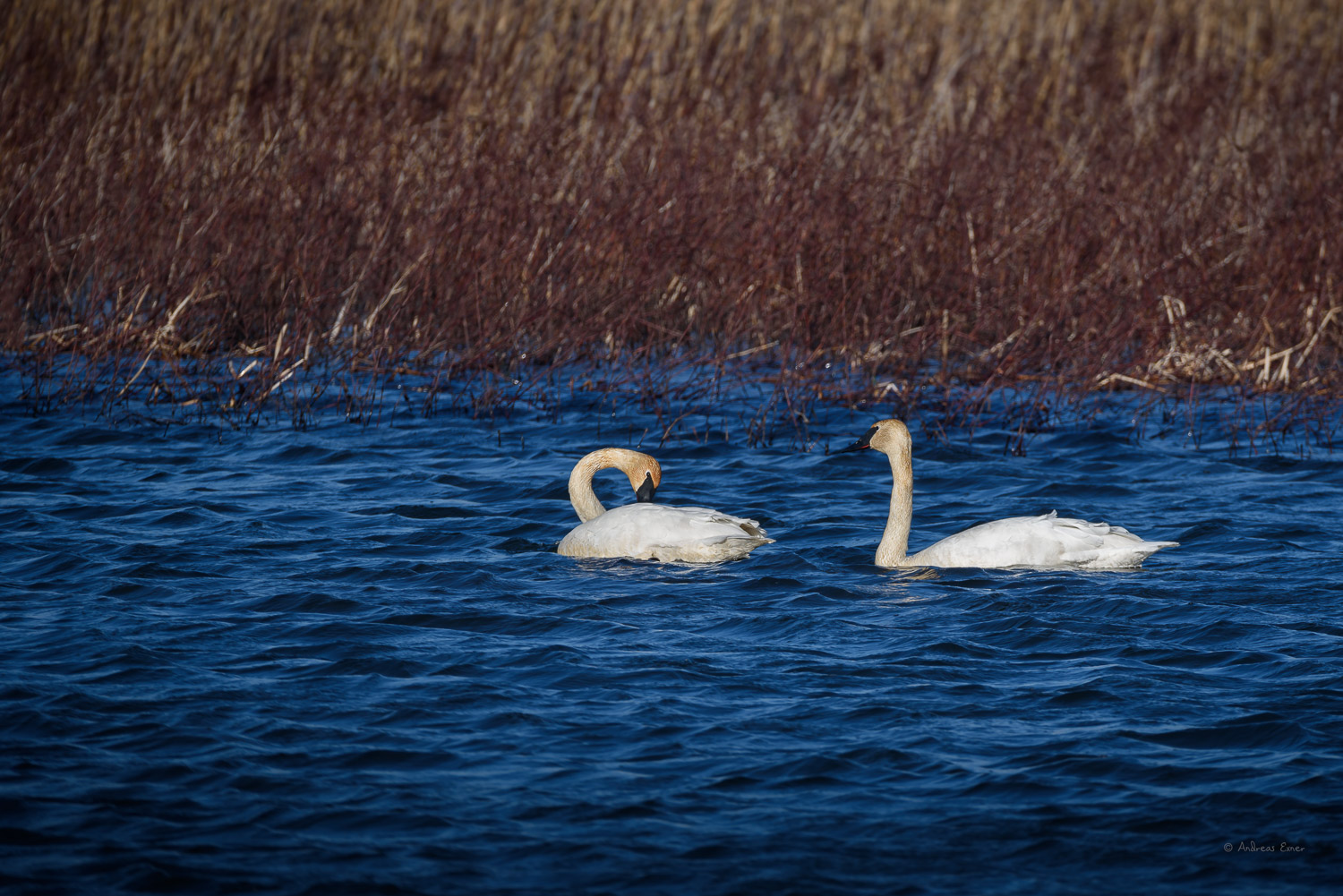 Green Island Wildlife Refuge, Iowa