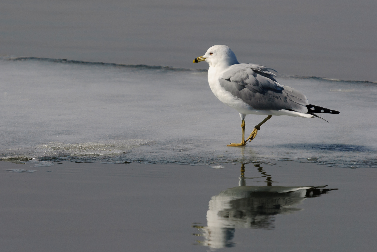 RING-BILLED GULL