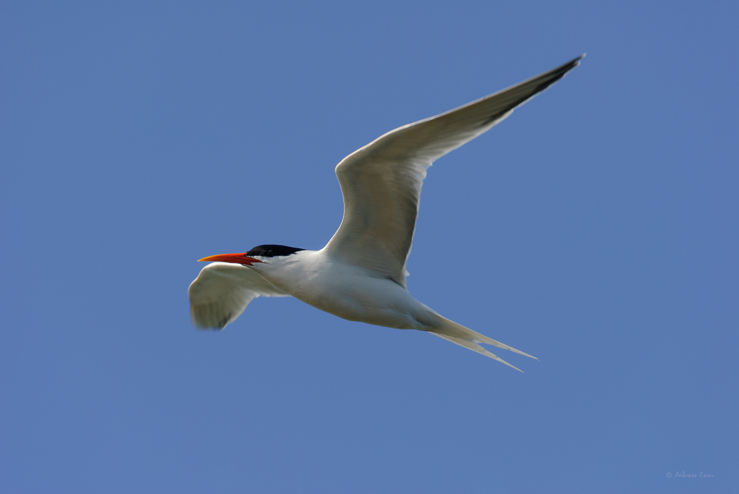 CASPIAN TERN