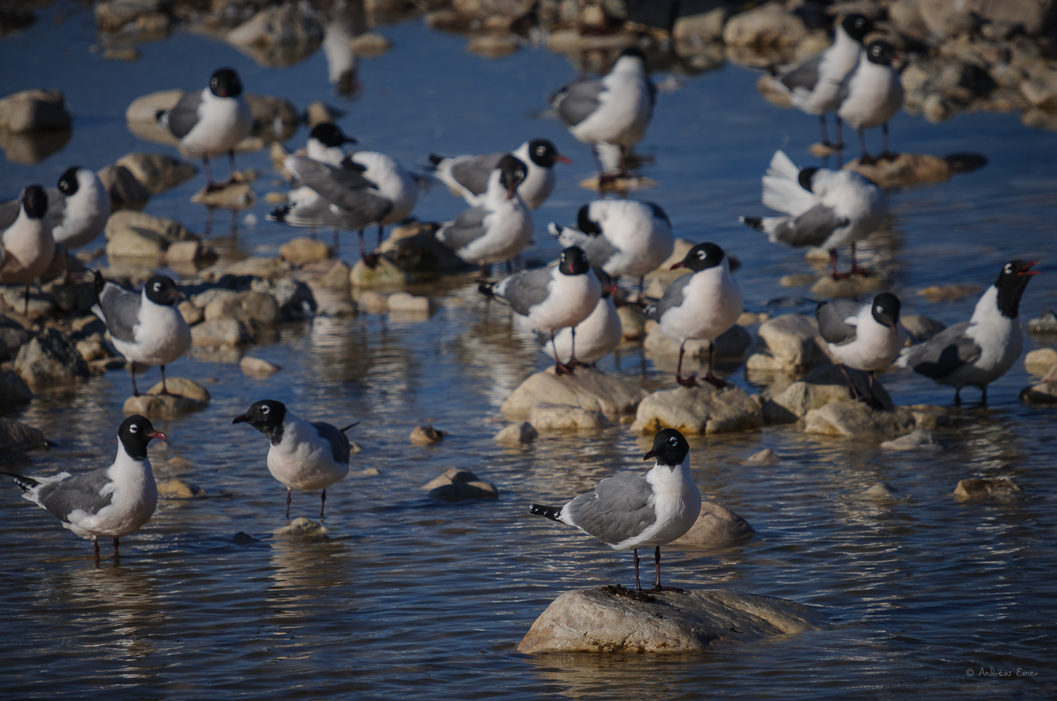 FRANKLIN'S GULL