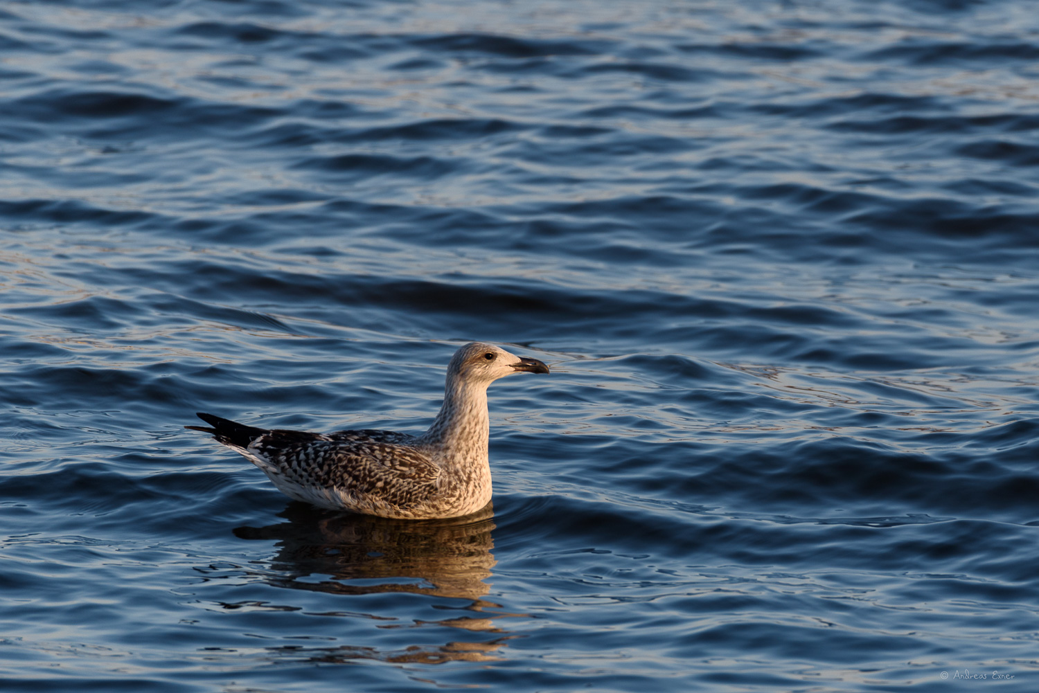 GREAT BLACK-BACKED GULL