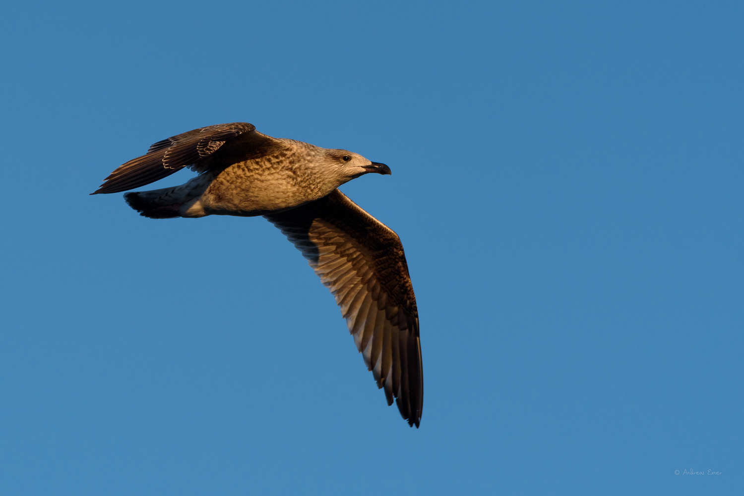 GREAT BLACK-BACKED GULL