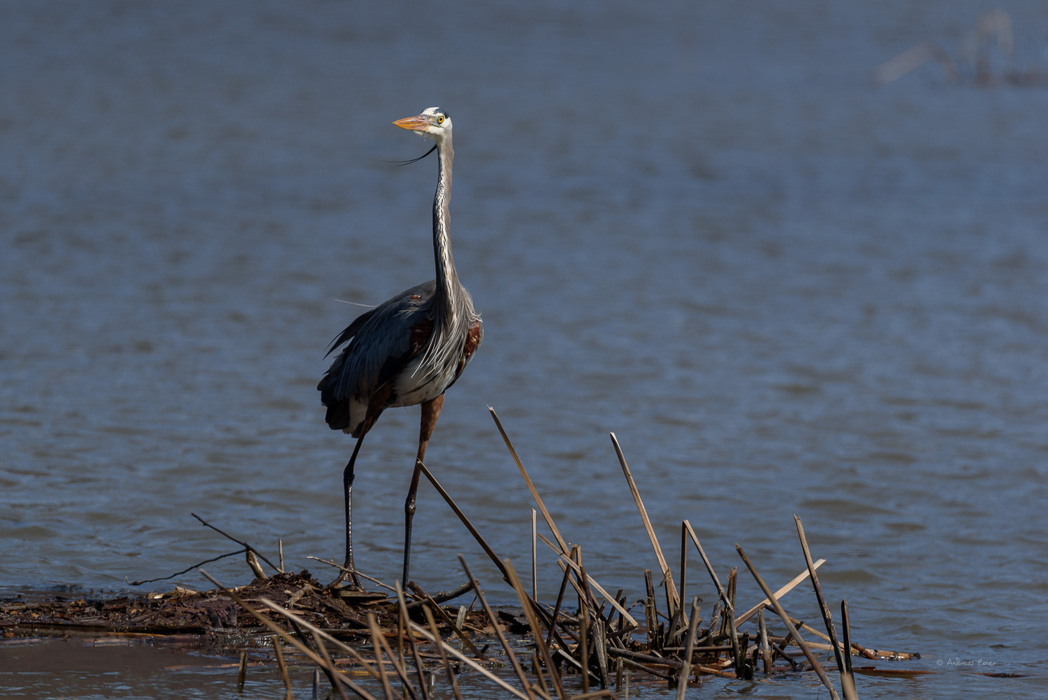 GREAT BLUE HERON