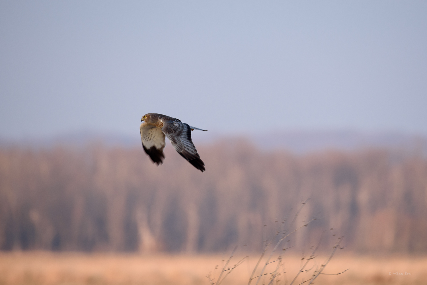 NORTHERN HARRIER