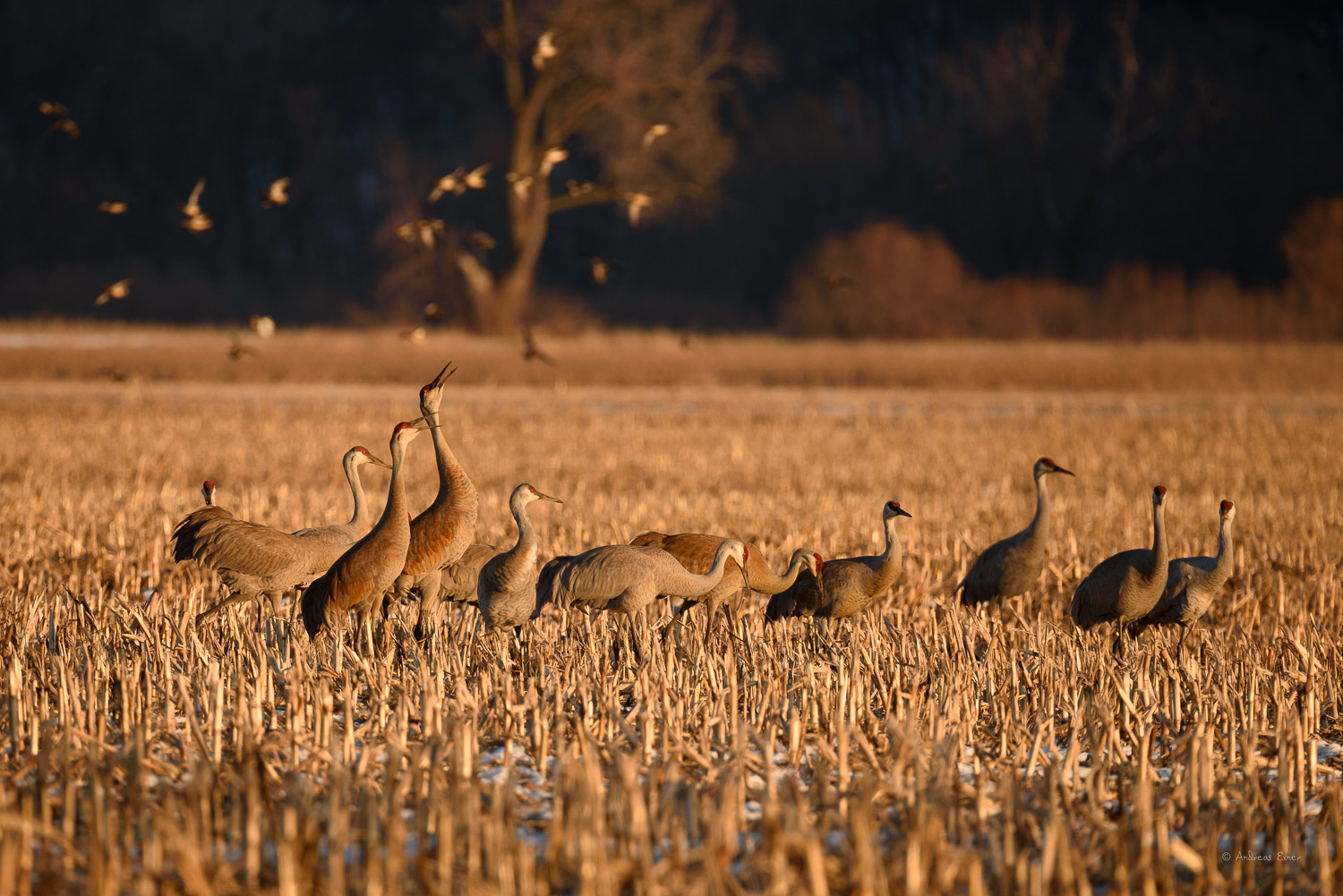 SANDHILL CRANES