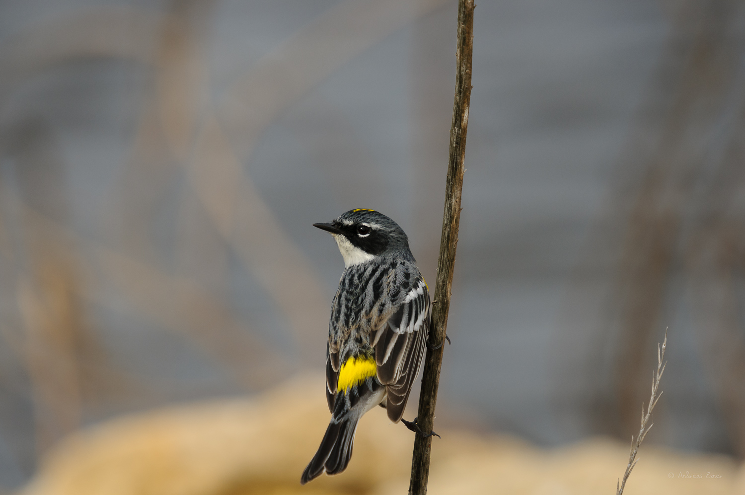 YELLOW-RUMPED WARBLER