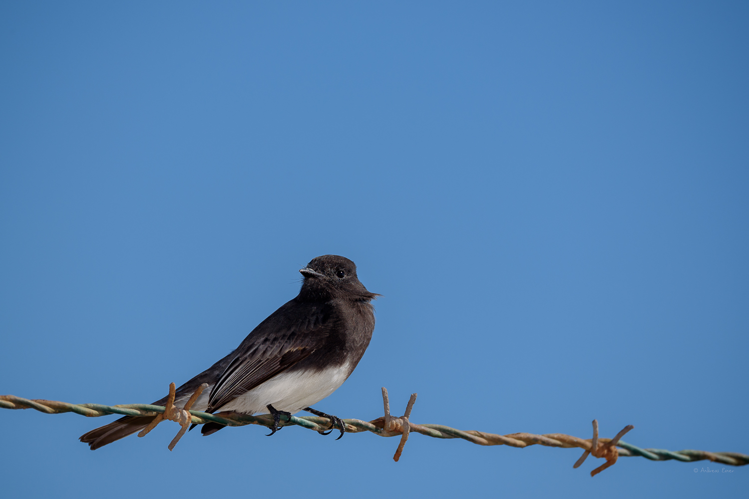 BLACK PHOEBE