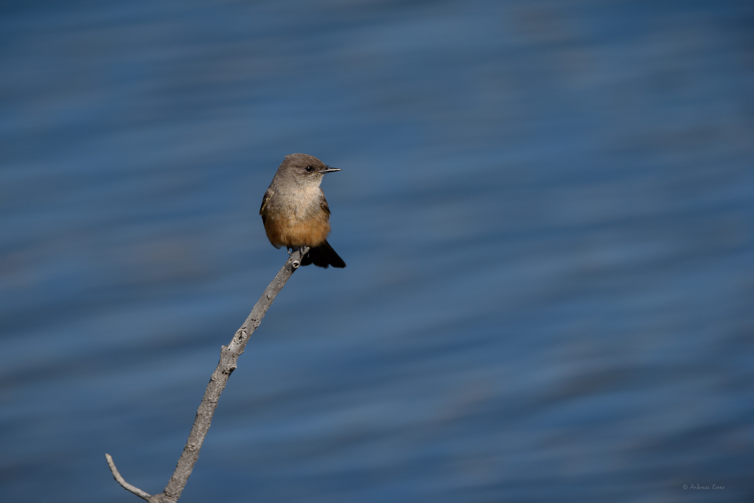 SAY'S PHOEBE