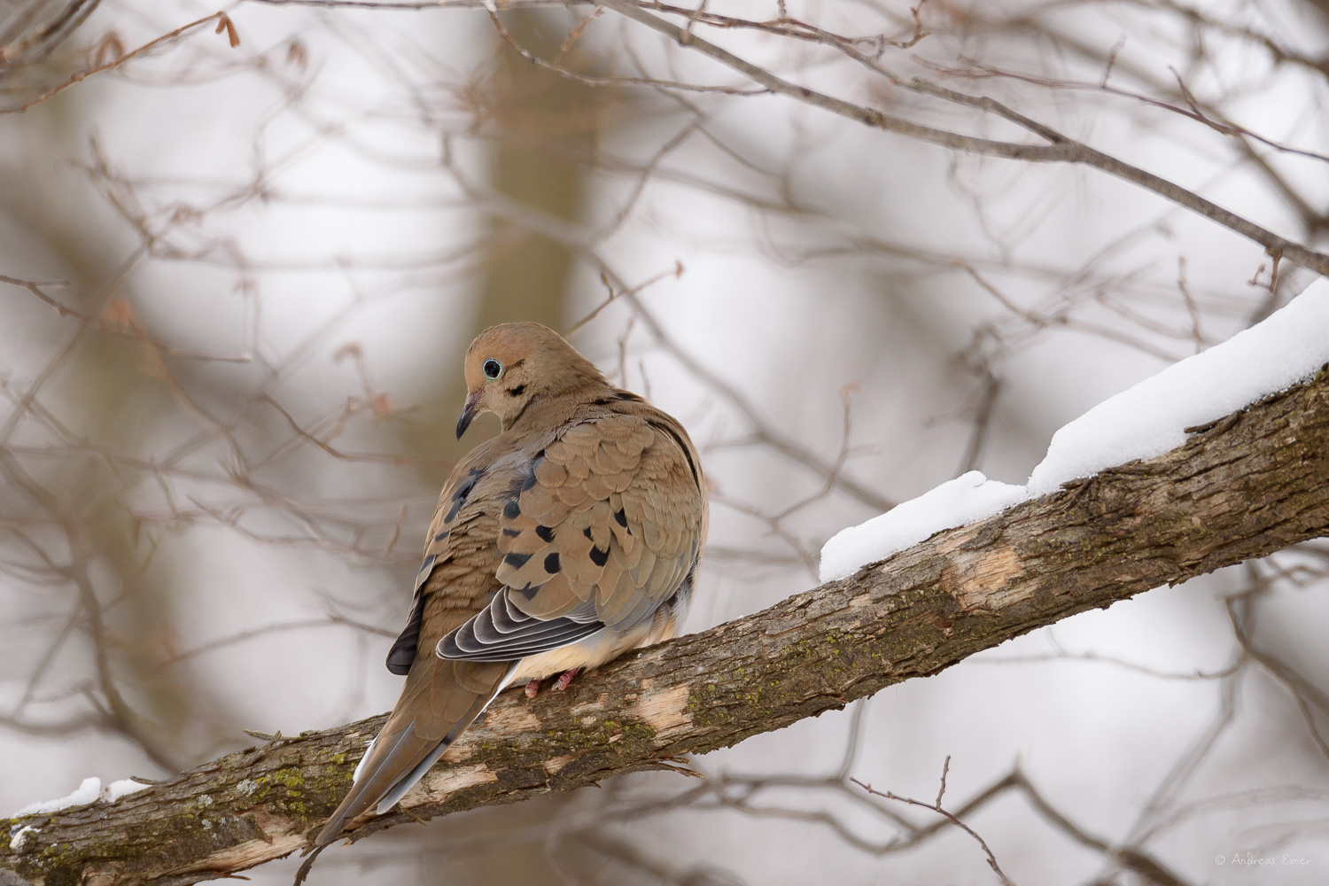 Mourning Dove, photo made with MAGMOD MagBeam flash extender