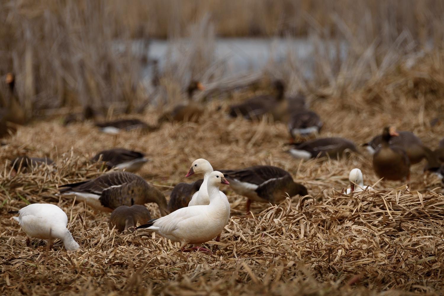 Snow Geese, Mississippi River, near New Albin, Iowa