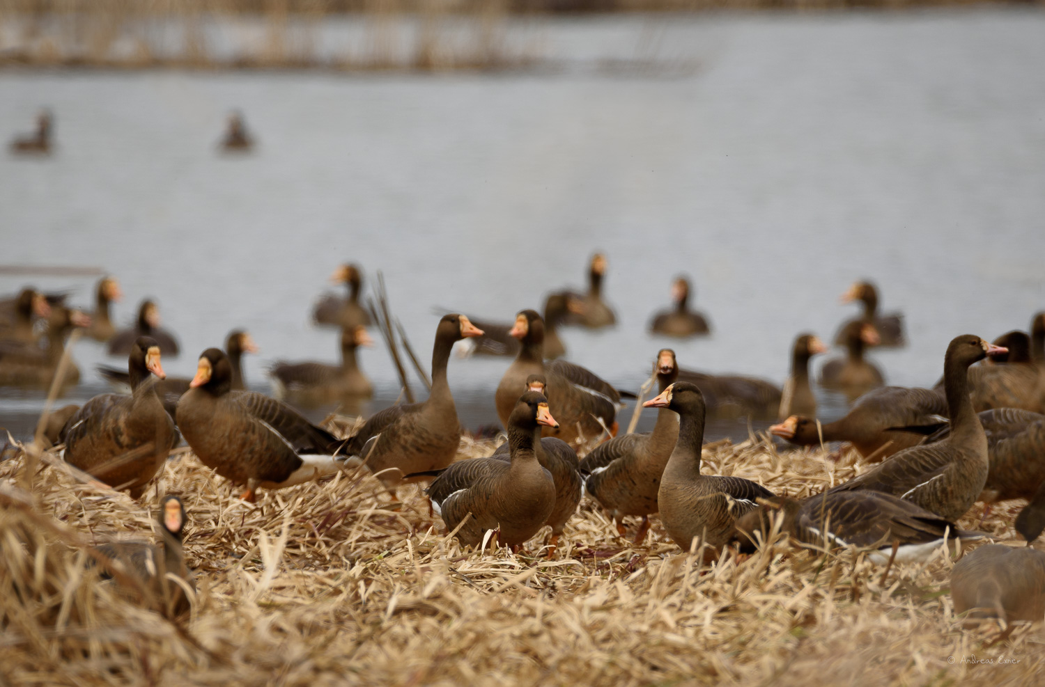 Greater White-fronted Geese