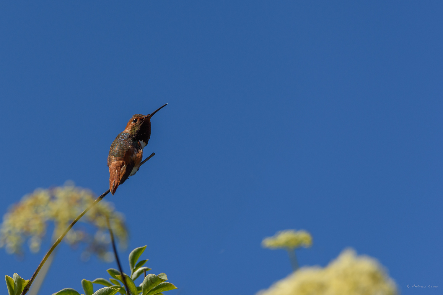 Male Allen's Hummingbird, San Joaquin Wildlife Sanctuary, Orange County, California ----