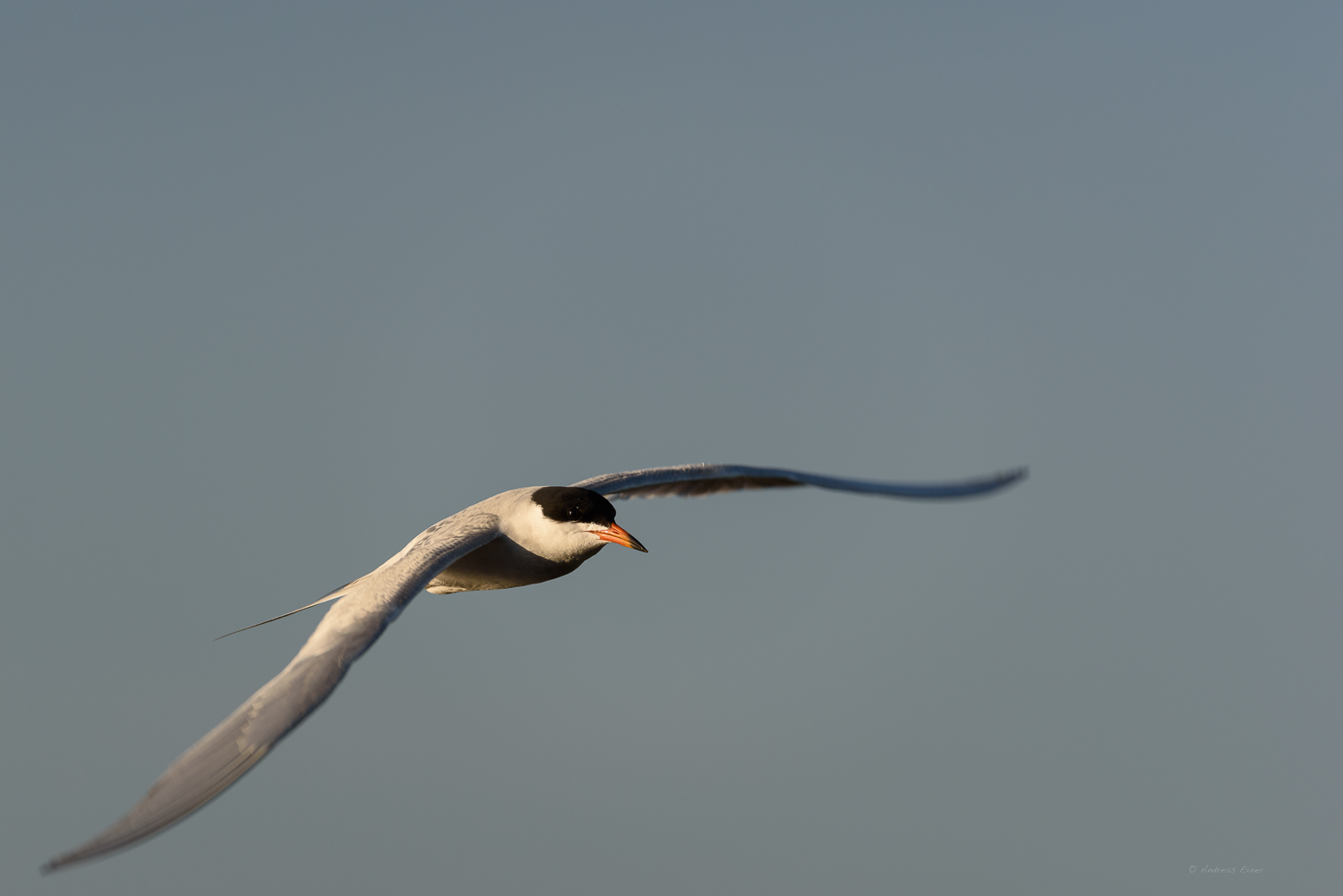 Foster's Tern, Bolsa Chica Ecological Reserve, California