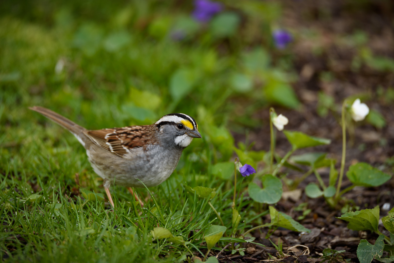 White-throated Sparrow, near Durango, Iowa