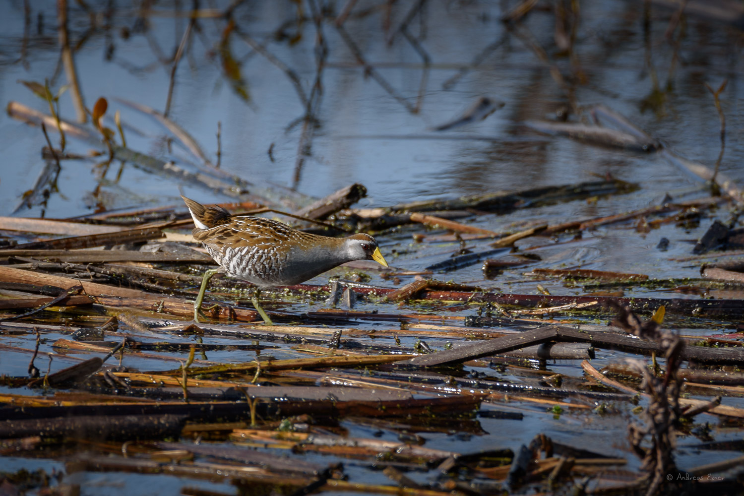 Sora, Green Island Wetlands, Mississippi River, Iowa