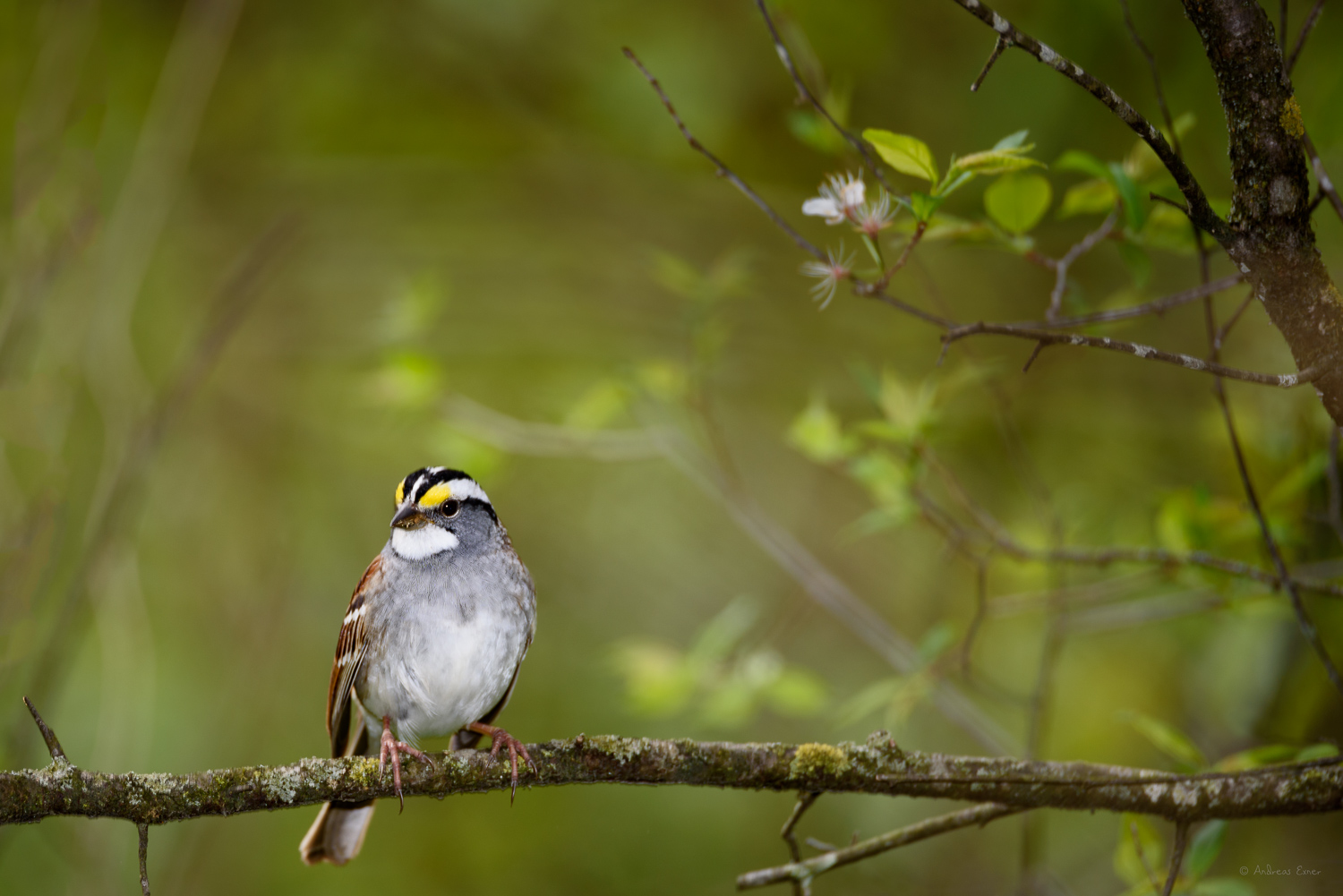 WHITE-THROATED SPARROW