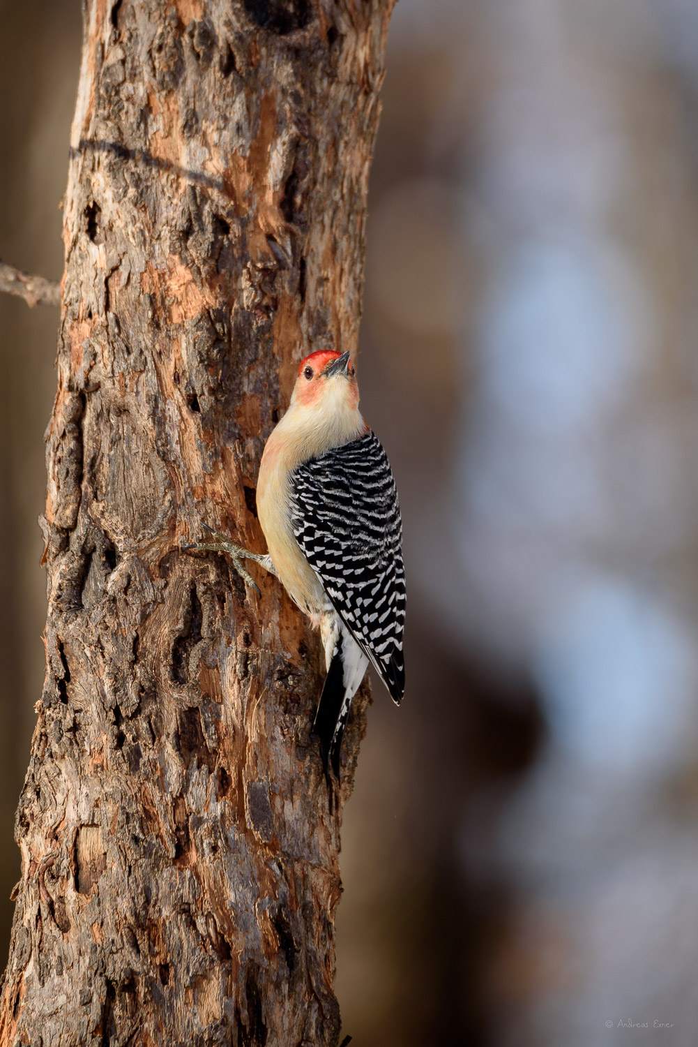 RED-BELLIED WOODPECKER ♂️