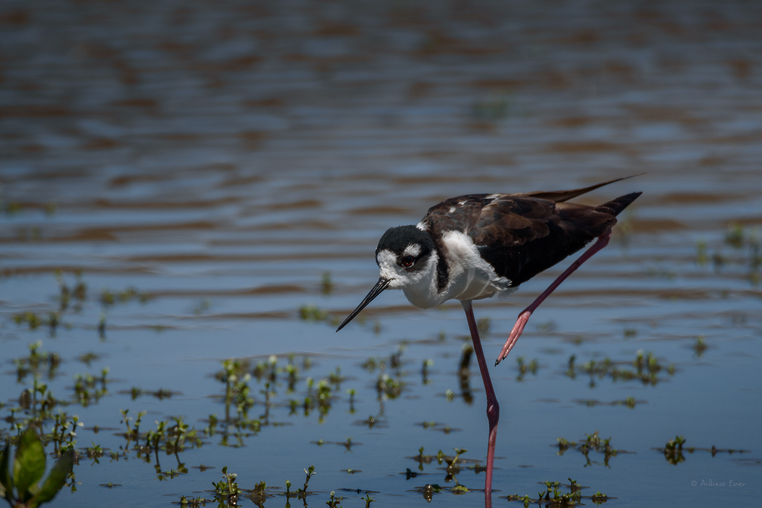 BLACK-NECKED STILT