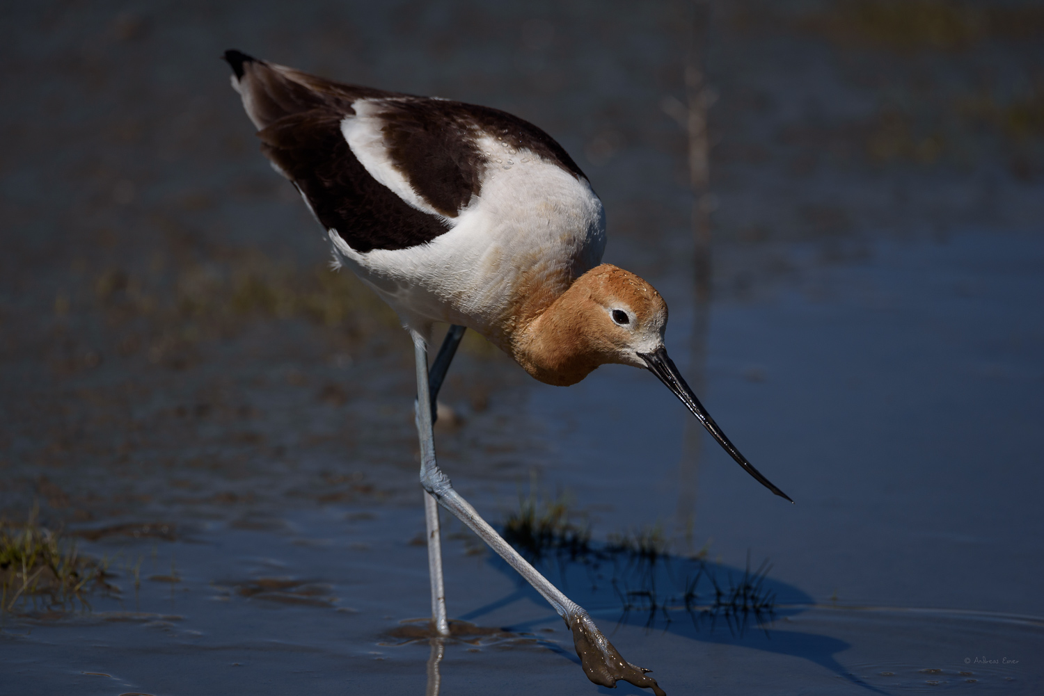 American Avocet, San Joaquin Wildlife Sanctuary, Irvine, California ---------