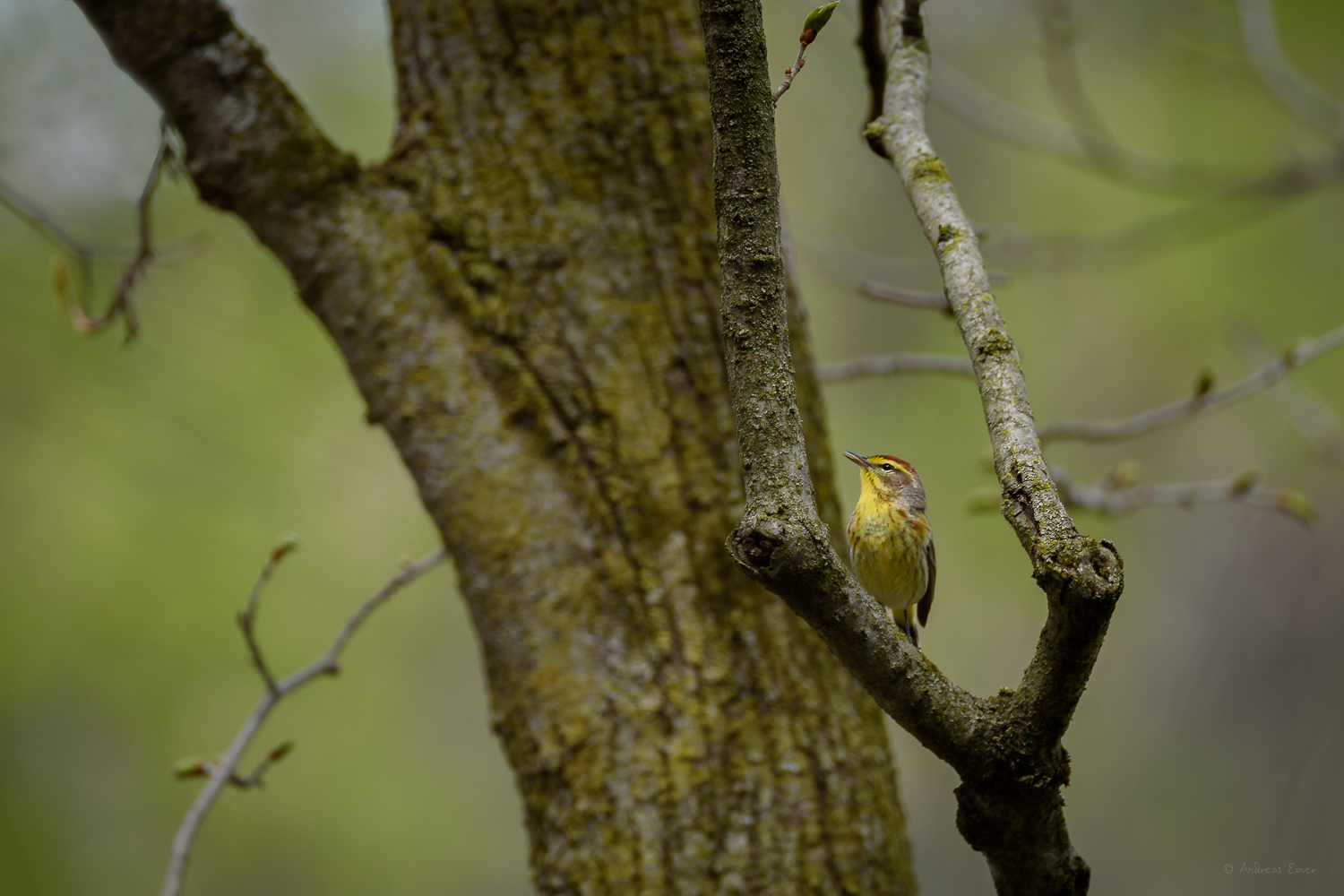 PALM WARBLER