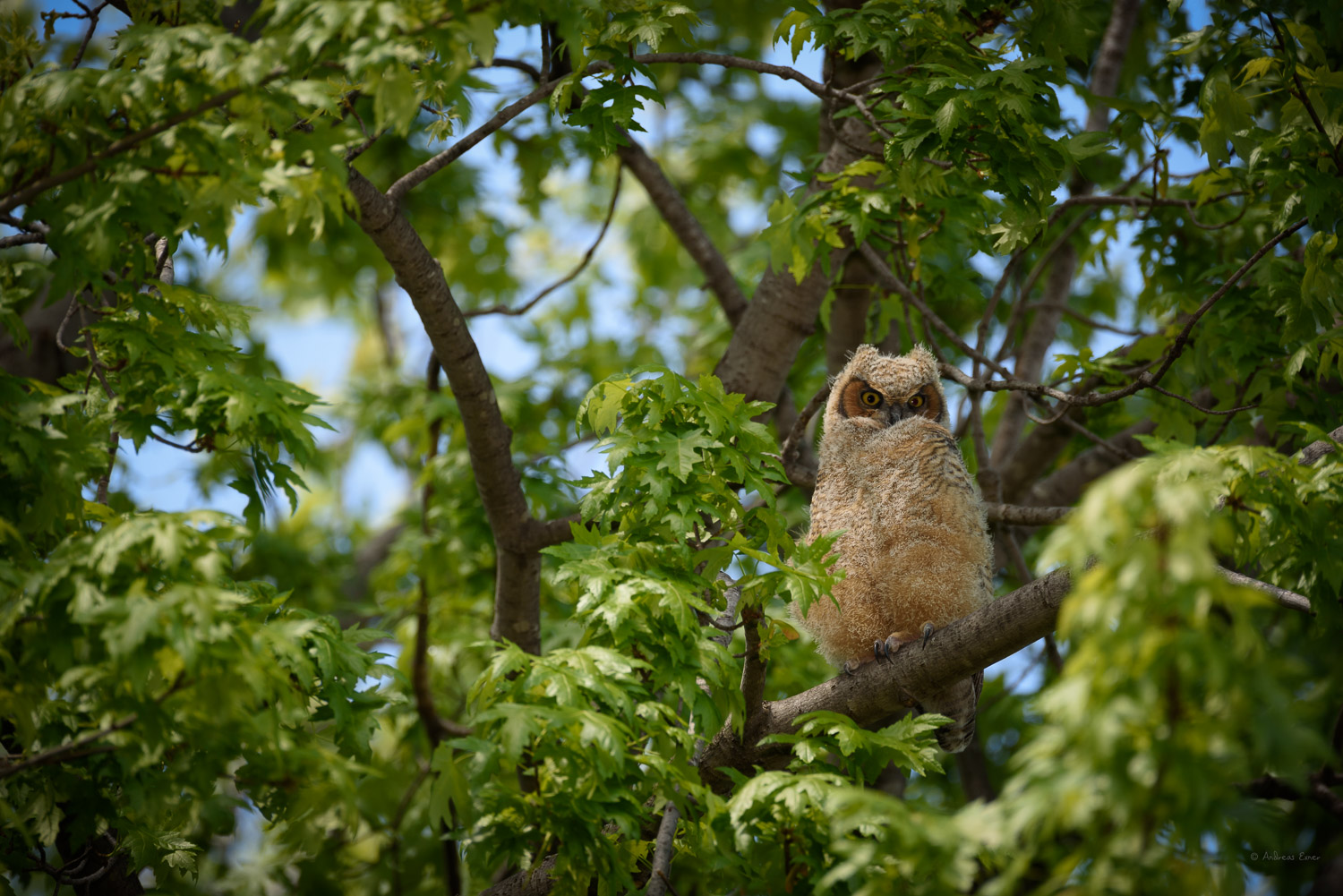 Juvenile Great Horned Owl, Mississippi River, Mud Lake, Iowa --------- 