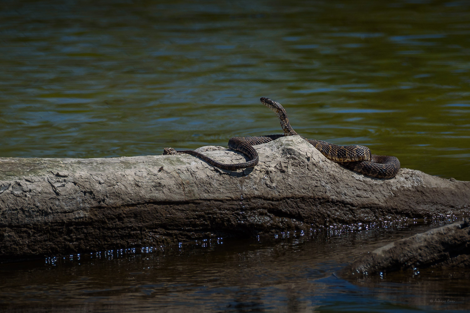 Northern Water Snake, Mississippi River, Deere Dyke, Dubuque, Iowa --------- 
