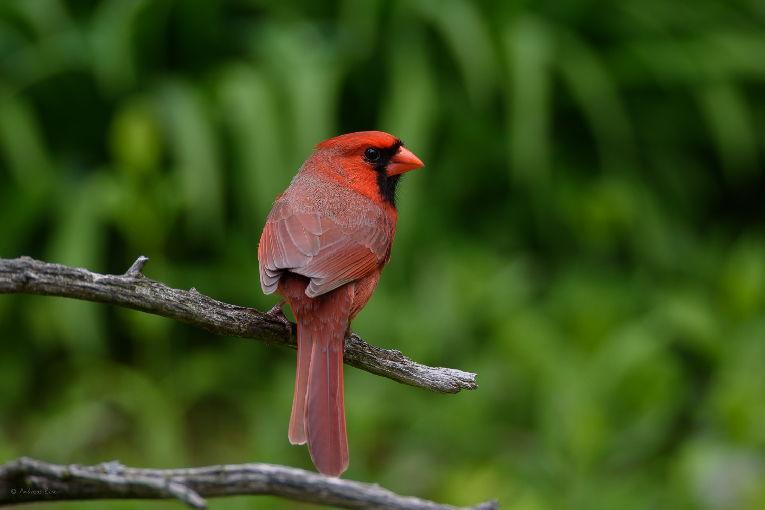 Northern Cardinal