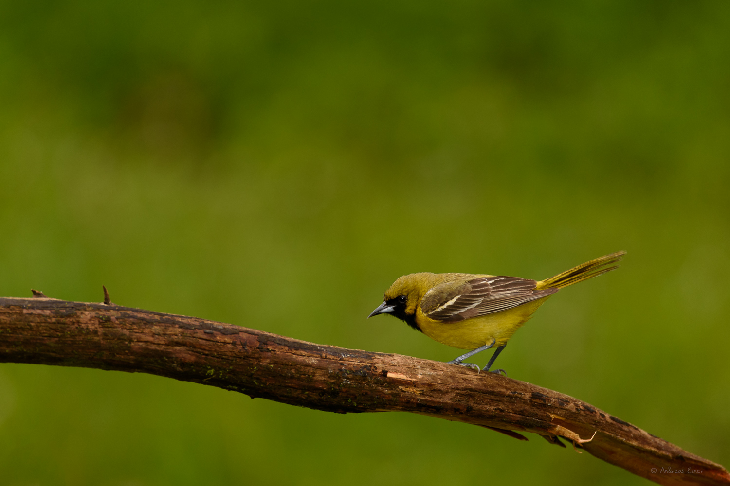 Orchard Oriole, immature male -------