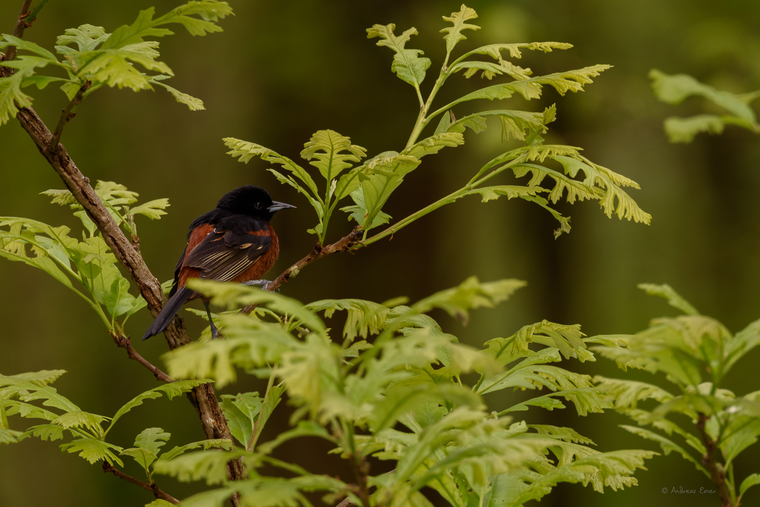 Orchard Oriole, adult male