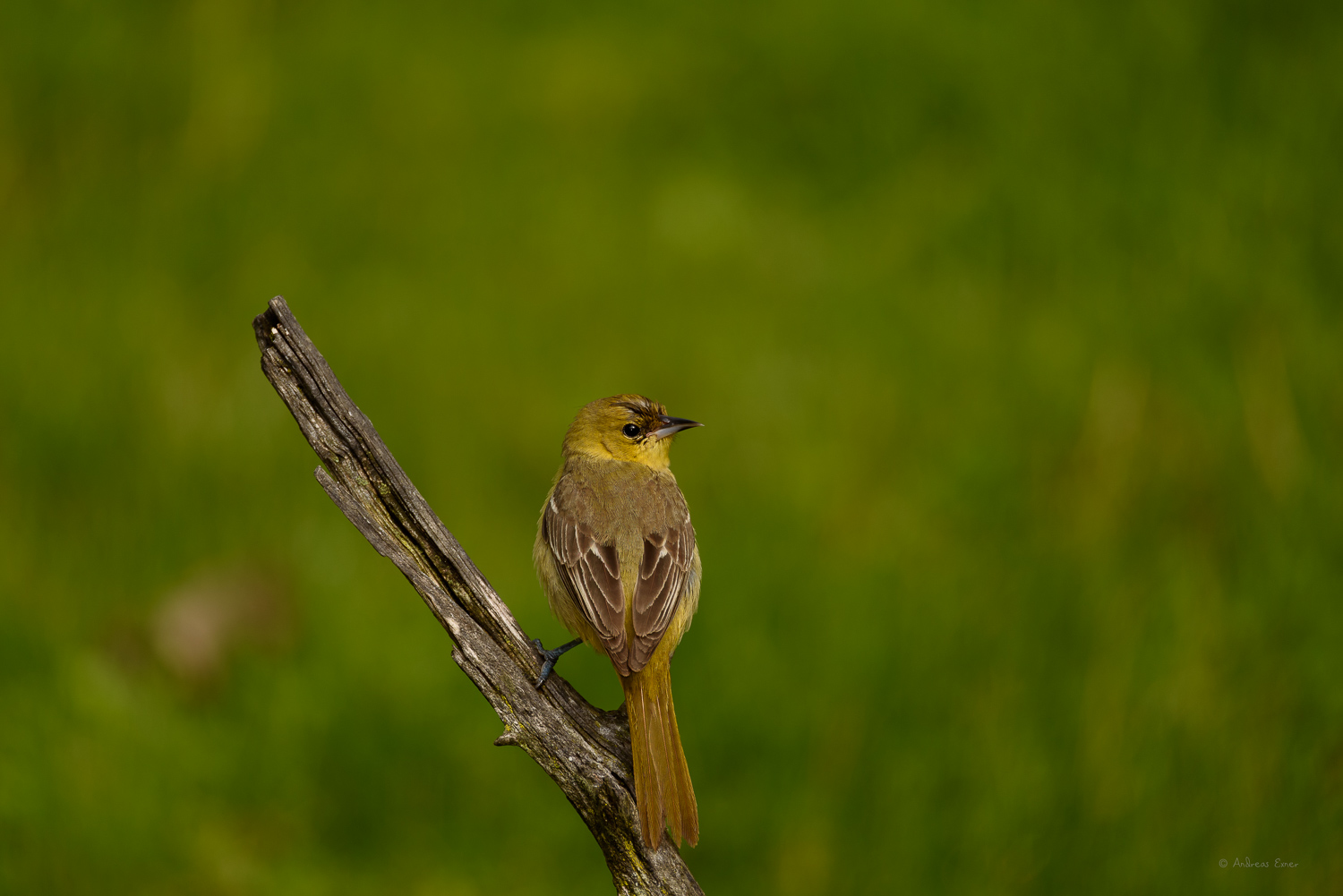Orchard Oriole, immature female