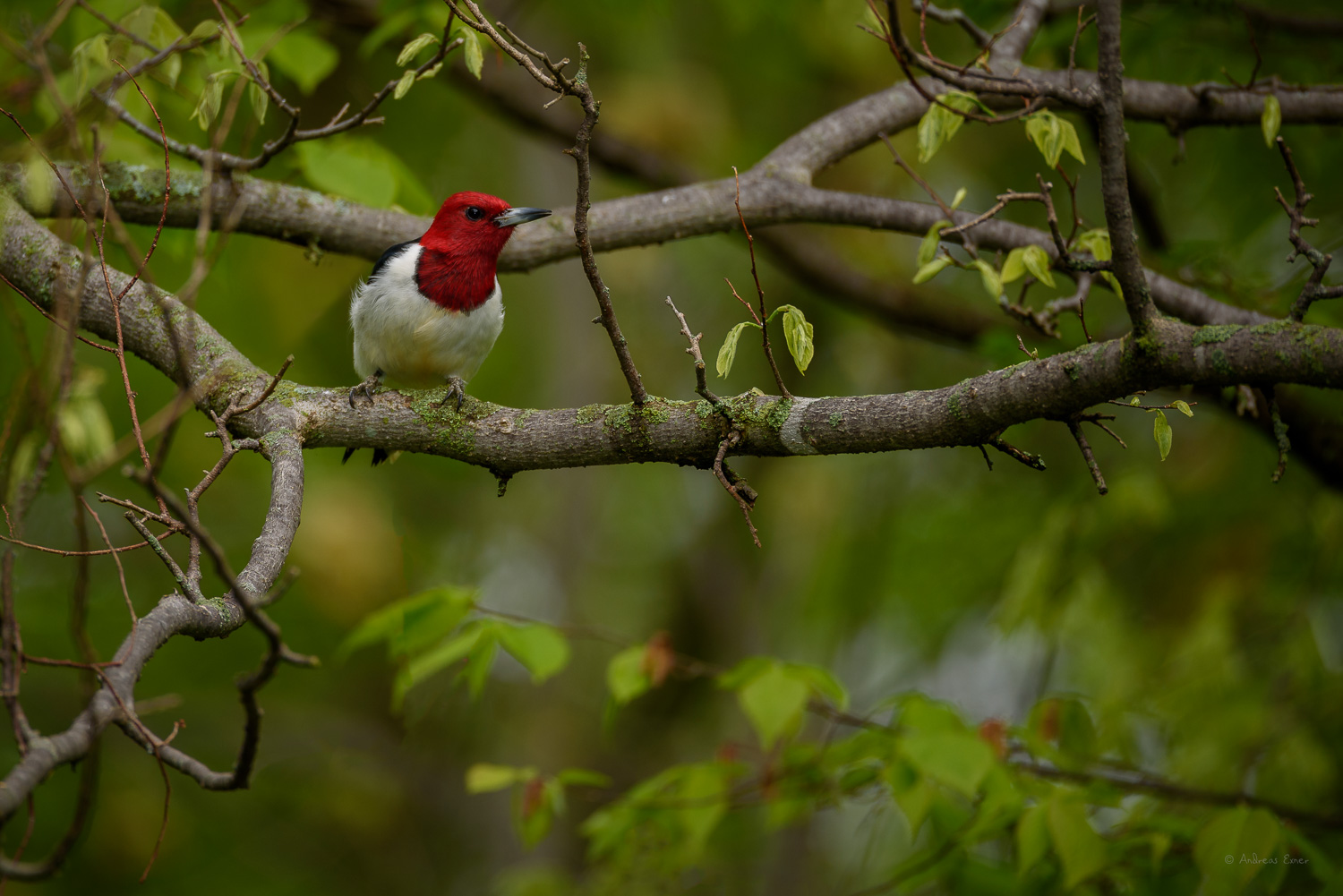 Red-headed Woodpecker, Little Maquoketa River Valley, near Durango, Iowa ------