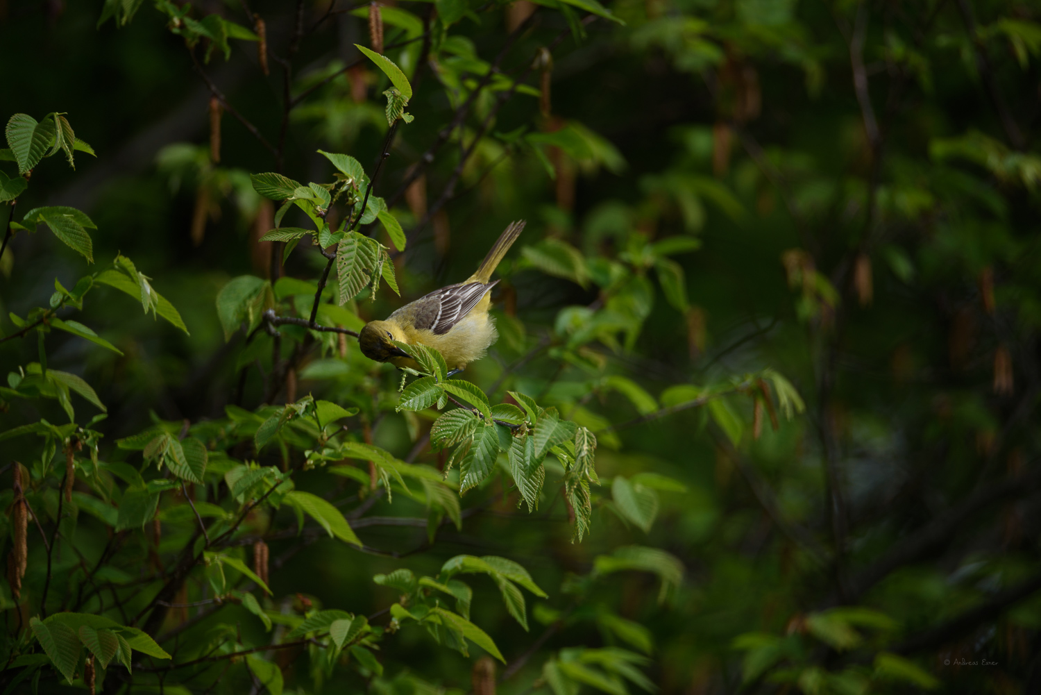Female Orchard Oriole -------- 